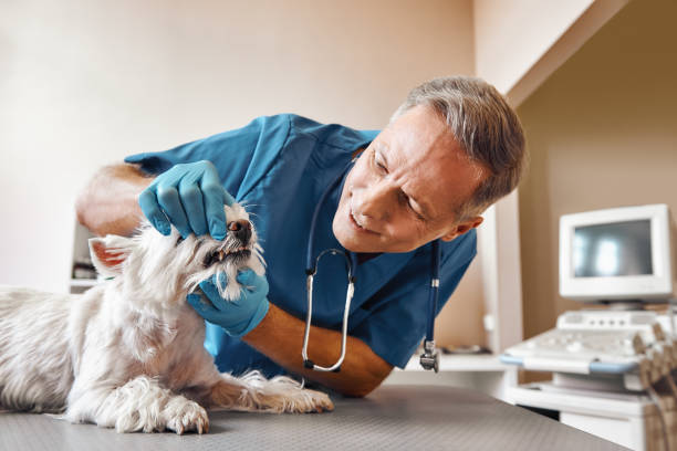 Best 24-Hour Emergency Dentist in Faith, NC